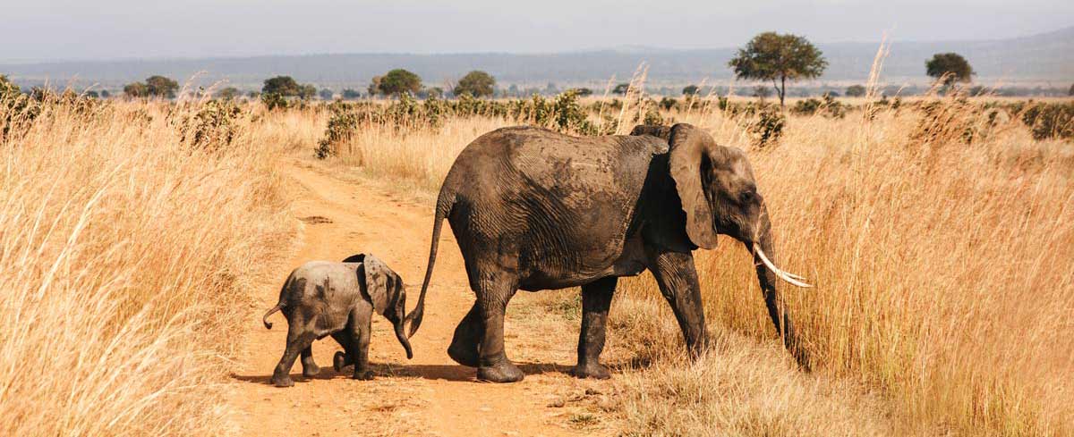 Dar Es Salaam: Mikumi Ulusal Parkında Gecelik Safari